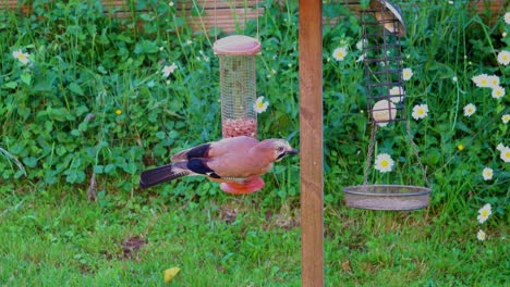 el jay, garrulus glandarius, saltando para alimentarse de la alimentadora de cacahuetes del jardín
