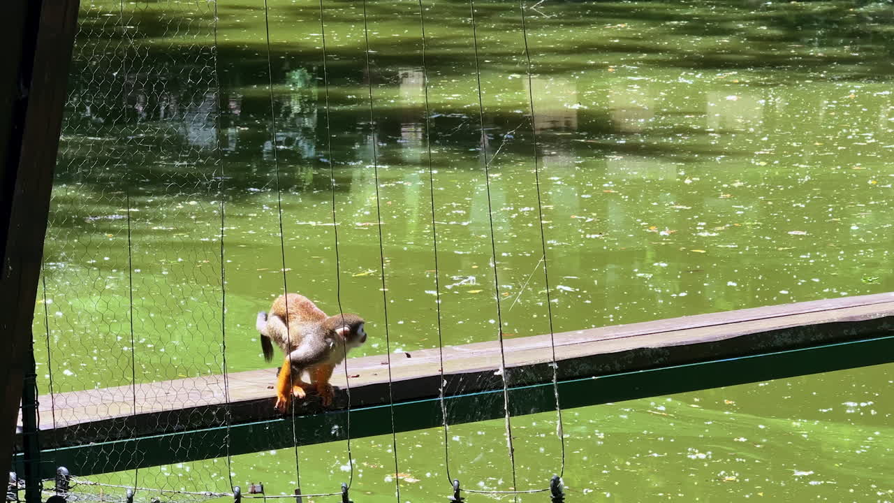 Squirrel monkey crossing a narrow bridge. A squirrel monkey skillfully navigates a wooden bridge near a lush, green pond surrounded by vibrant foliage