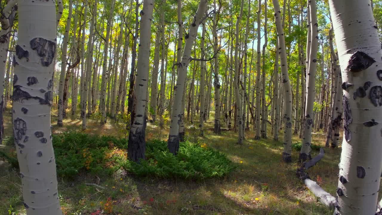 Mt Shavano campground trailhead Kebler Pass Crested Butte Paonia dense tall mature Aspen Tree forest Colorado aerial drone ground level early morning sun blue sky fall autumn forward through woods