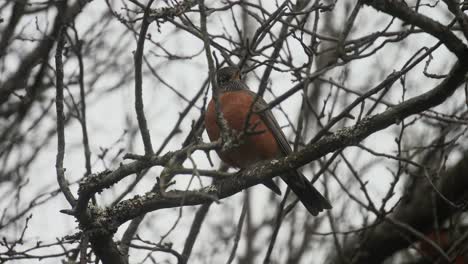 canadian robin resting on a tree branch underneath a grey sky