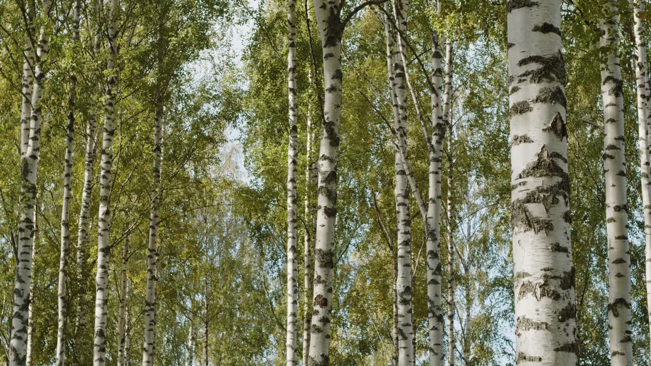 cerrar bosques de abedules en jyvaskyla, finlandia - 60fps, 4k