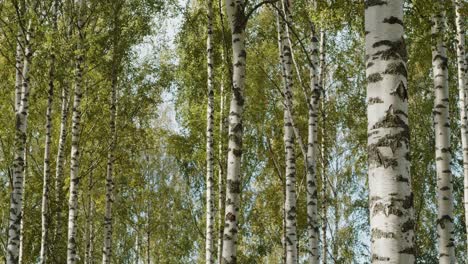 close up birch tree woods in jyvaskyla, finland - 60fps, 4k