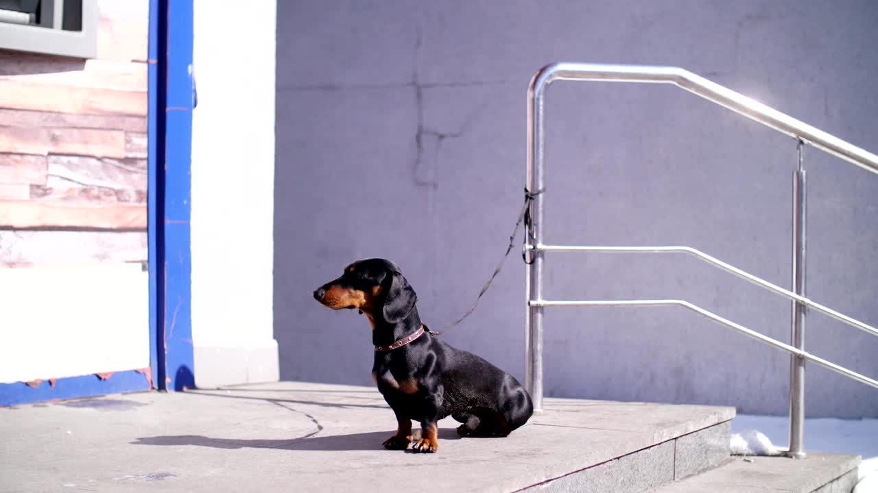 un perro lindo, un perrito negro en la correa, esperando pacientemente a su amo en una calle de la ciudad, en los escalones de la entrada de la tienda