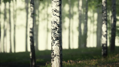 birch forest