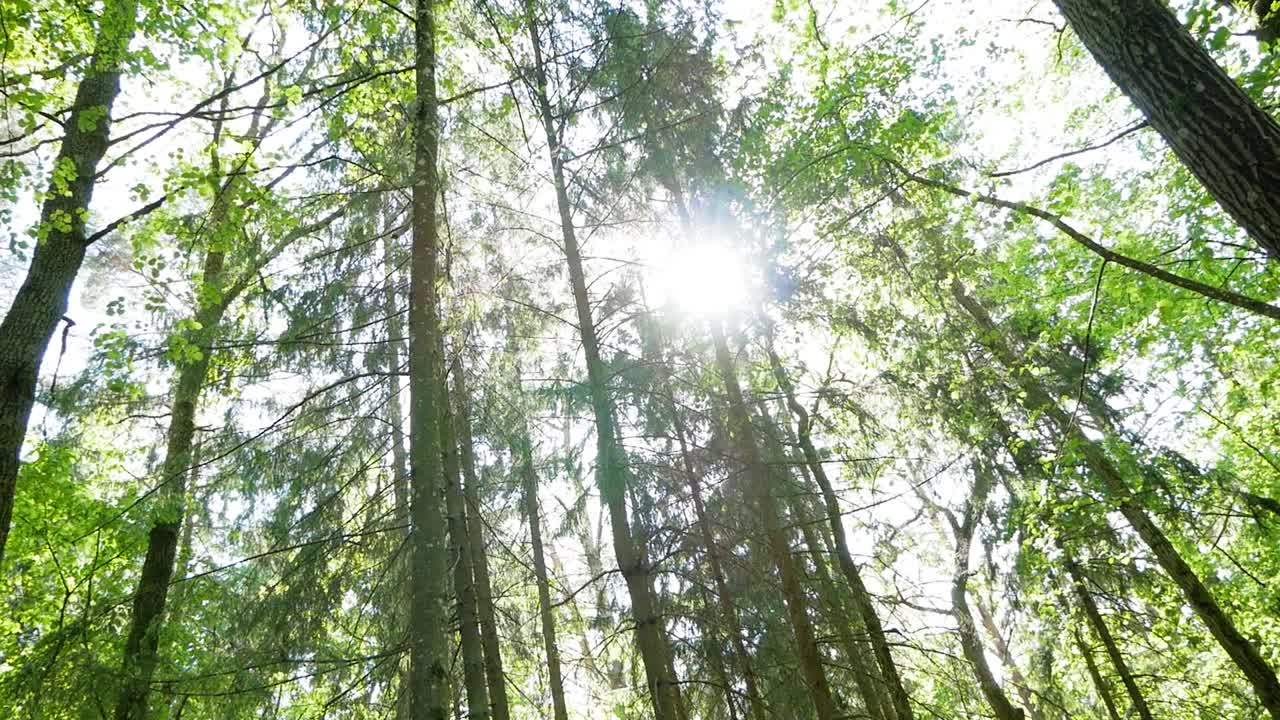 Camera movement throught the forest revealing beautiful sunlight and flare. Beautiful green forest