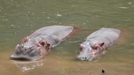 two hippos relaxing in the river