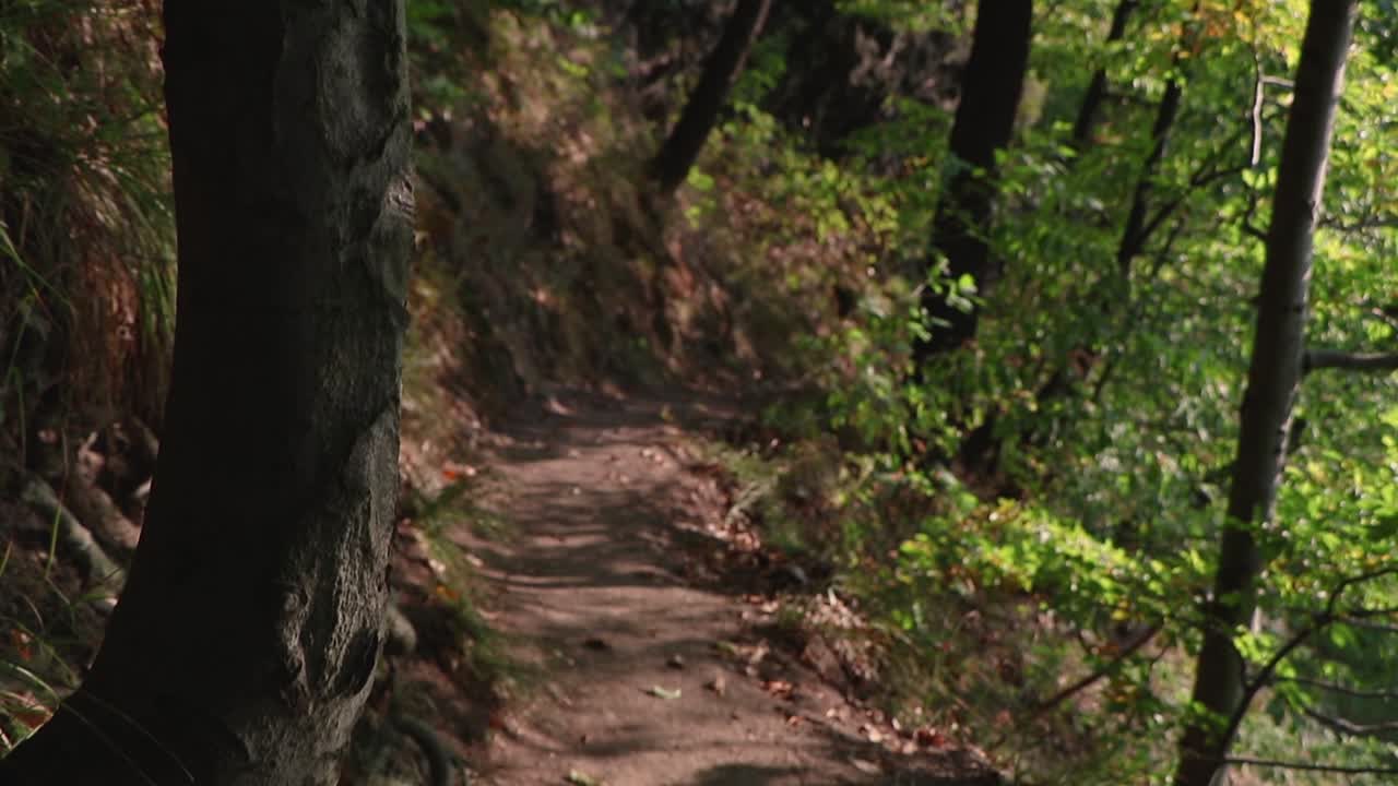 una lenta panoramica su un sentiero in una remota foresta al di fuori di baia mare in romania