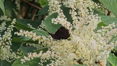 close-up of peacock butterfly (inachis io) on white butterfly bush (buddleja davidii) in spring
