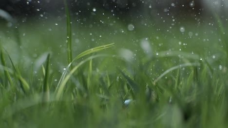 Golf club hits a white golf ball in a super slow motion. Drops of morning dew and grass particles rise into the air after the impact. Shot on super slow motion camera 1000 fps.