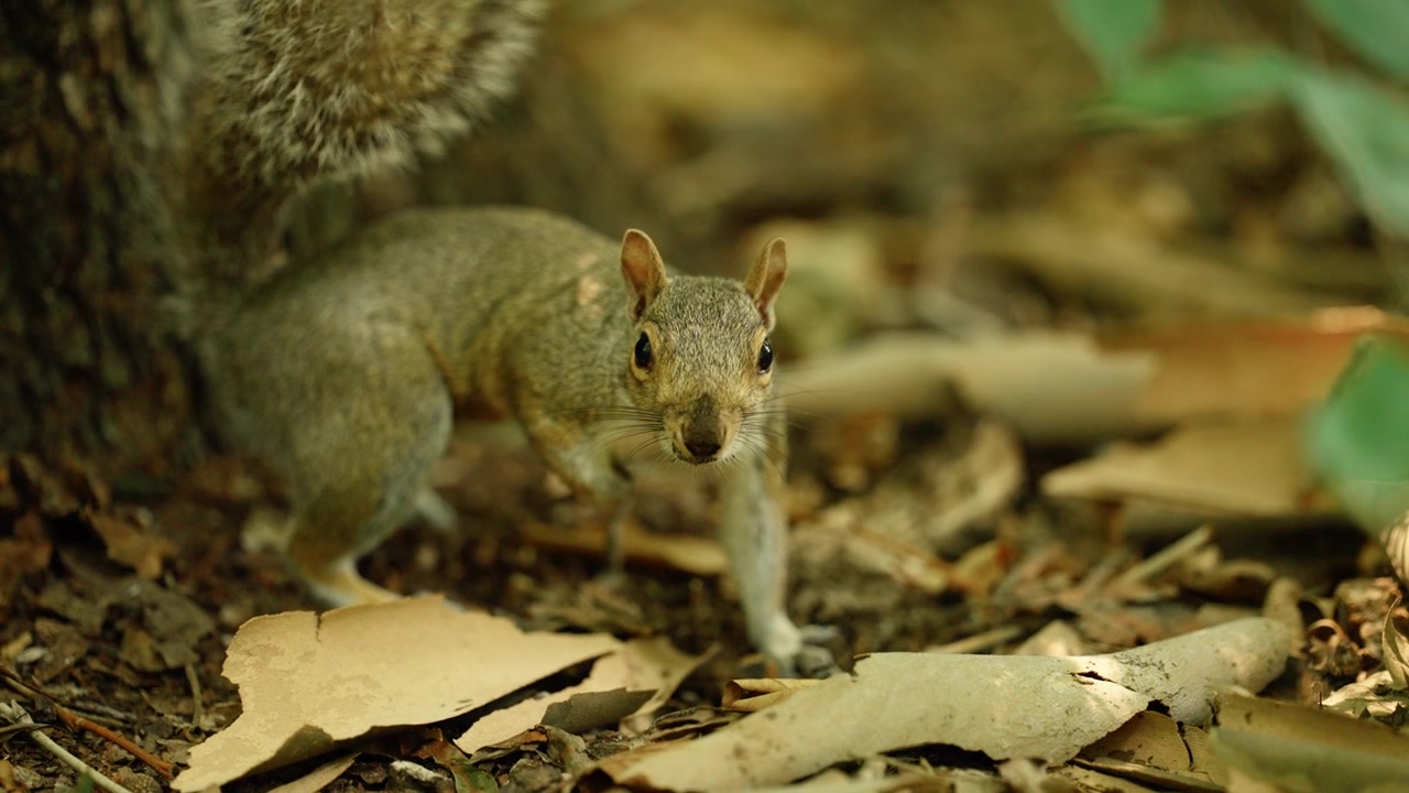 Scoiattolo grigio orientale in piedi sul suolo della foresta
