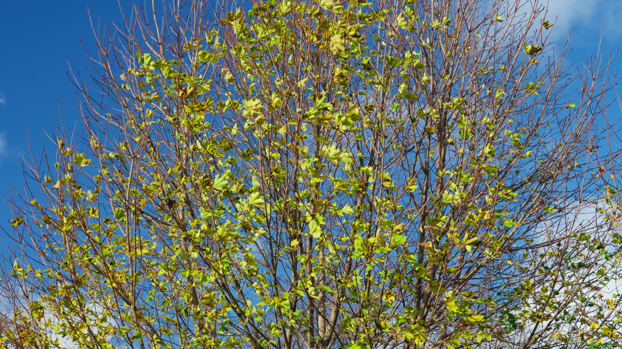 Spring tree with fresh leaves against clear sky, vibrant growth mood