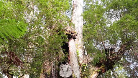 tall trees and lush greenery in rainforest