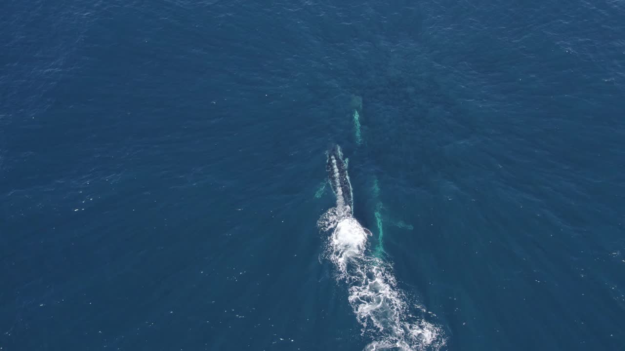 tres ballenas jorobadas nadando y girando bajo el