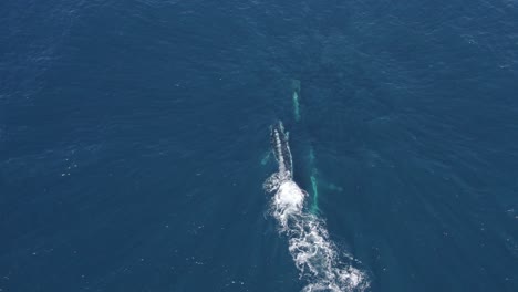 Three-Humpback-Whales-Swimming-And-Spinning-Under-The