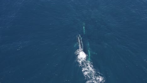 tres ballenas jorobadas nadando y girando bajo el