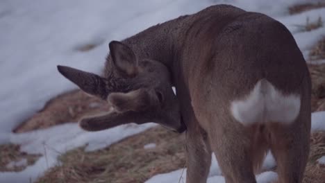 young roe deer licking its fur on winter mountains