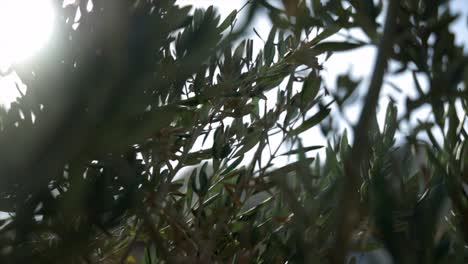 Schön-Natur-Pflanze-Fett-Blätter-Blatt-Grün-Garten-Luxus-Luxuriös-Sommer-Frühling-Fauna