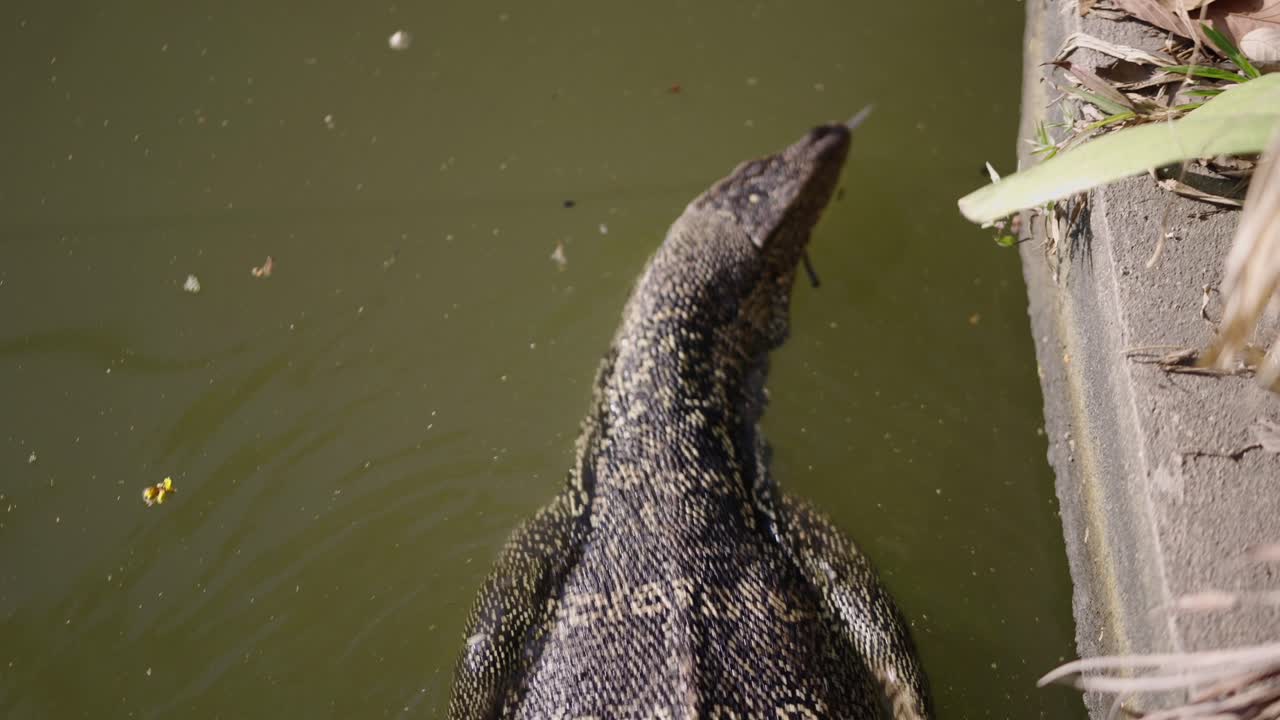 A water monitor lizard swimming in a pond