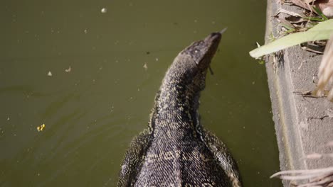 a water monitor lizard swimming in a pond