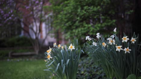 4K-Pull-focus-through-white-flowers