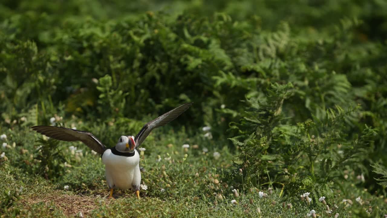 papagaio en cámara lenta volando y aterrizando en el suelo en su madriguera, de cerca papagaio atlántico en vuelo en cámara lenta en la isla de skomer