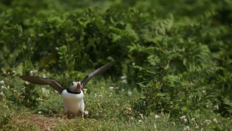 slow motion puffin flying and landing on the ground at its burrow, close up atlantic puffin in flight in slow motion on skomer island