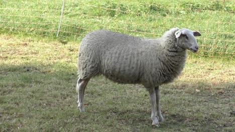 dutch white sheep standing in the shadow on a hot sunny summer day while eating grass