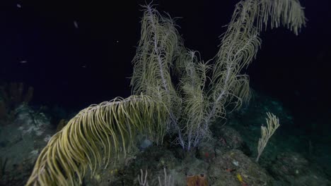 una tortuga marina escondiéndose detrás de una planta marina en una inmersión nocturna