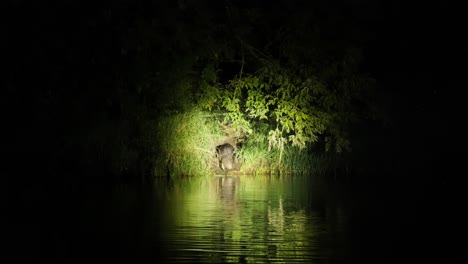 European-beaver-walks-into-river-at-night-in-Biebrza-National-Park,-Poland