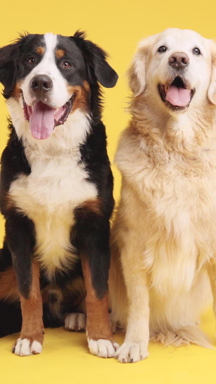 Two friendly dogs posing together