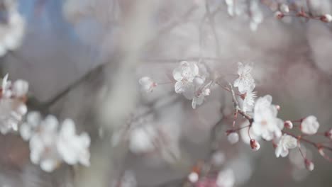 close-up of blooming cherry blossoms