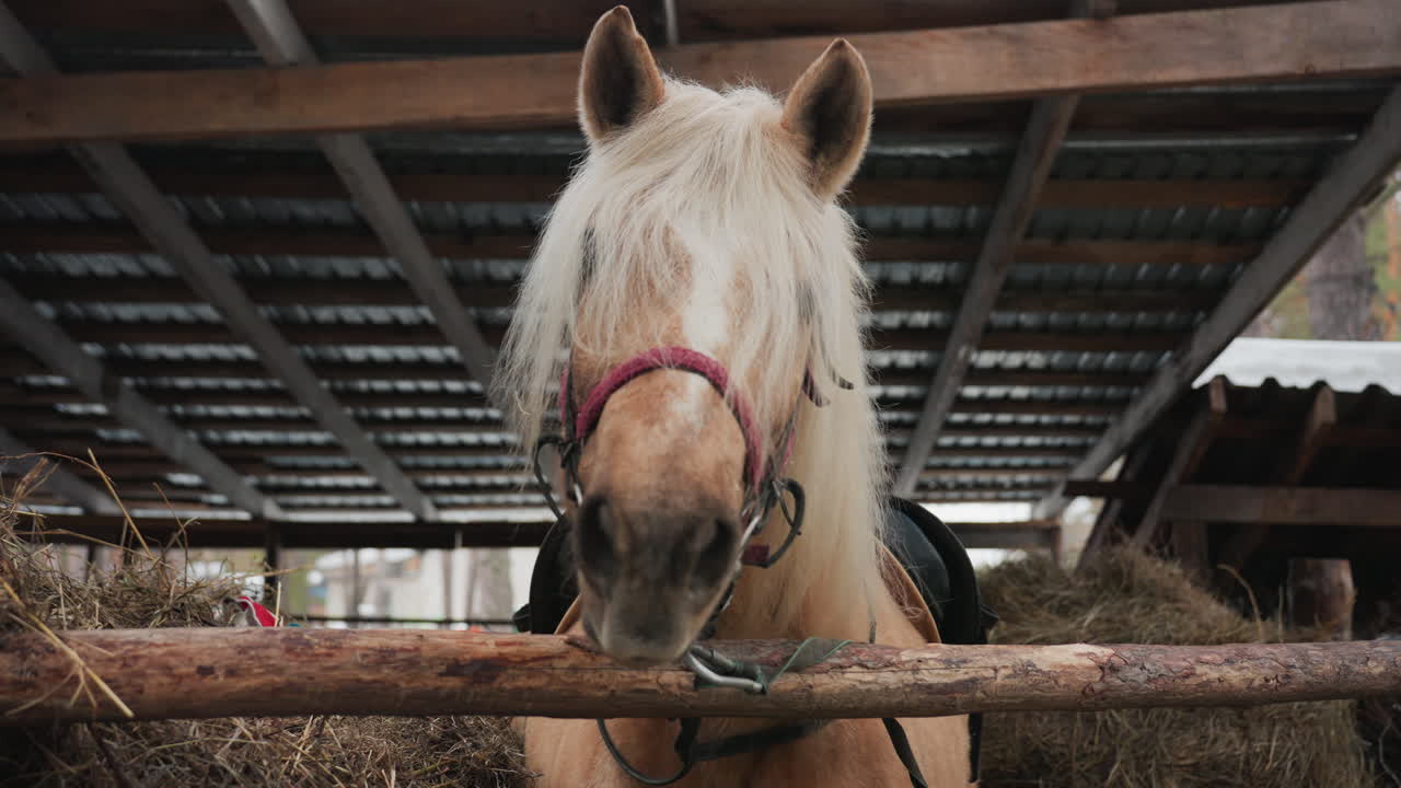 pony grazing shelter, cozy winter stable with pony and hay, shaggymane palomino foal in rustic shelter environment, narrow frontal view of lighthaired pony eating hay indoors during winter season