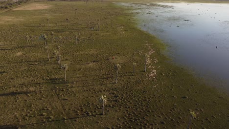 Aerial-view-of-cow-resting-in-green-wetland-and-lagoon-with-growing-palm-trees-at-sunset---Uruguay,South-America