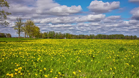 static view of green lawn with yellow dandelions with dark clouds passing by in timelapse