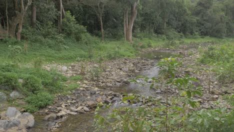 Arroyo-Poco-Profundo-Que-Fluye-A-Través-Del-Bosque-En-Shire-Of-Douglas,-Qld,-Australia