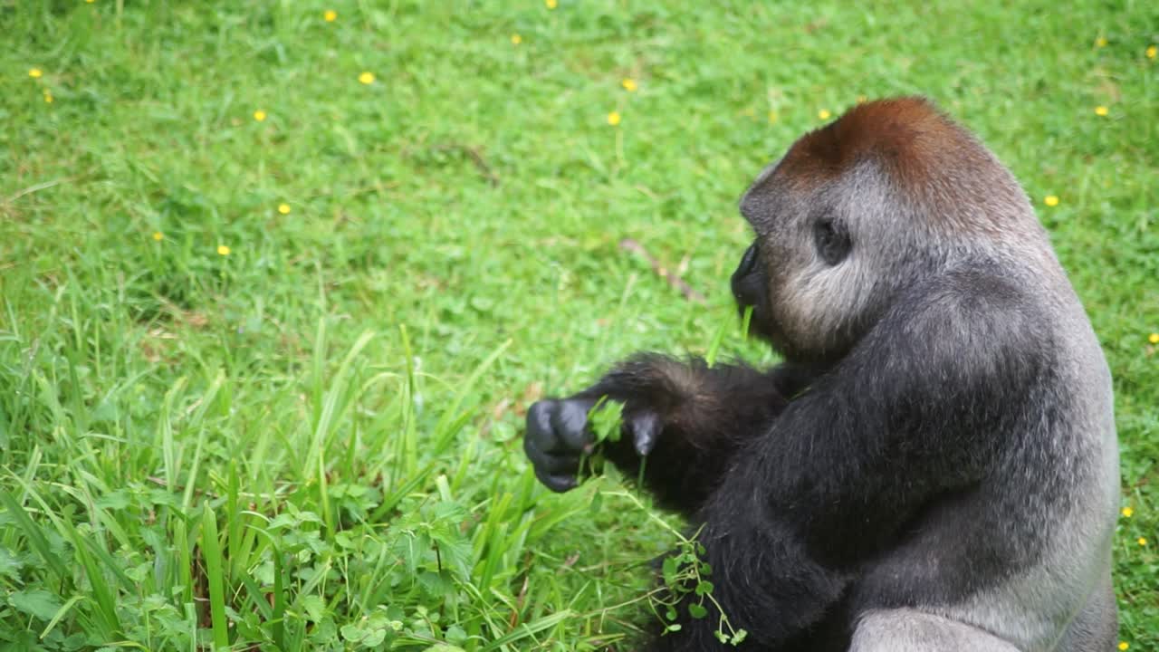 Giovane gorilla maschio seduto che mangia erba, visto di lato