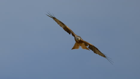 cinematic tracking shot of flying and hunting red kite raptor eagle at blue sky - close up shot