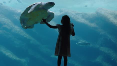 little girl at aquarium watching sea turtle swimming in tank curious child having fun watching fish swimming kid looking at marine life in oceanarium aquatic habitat