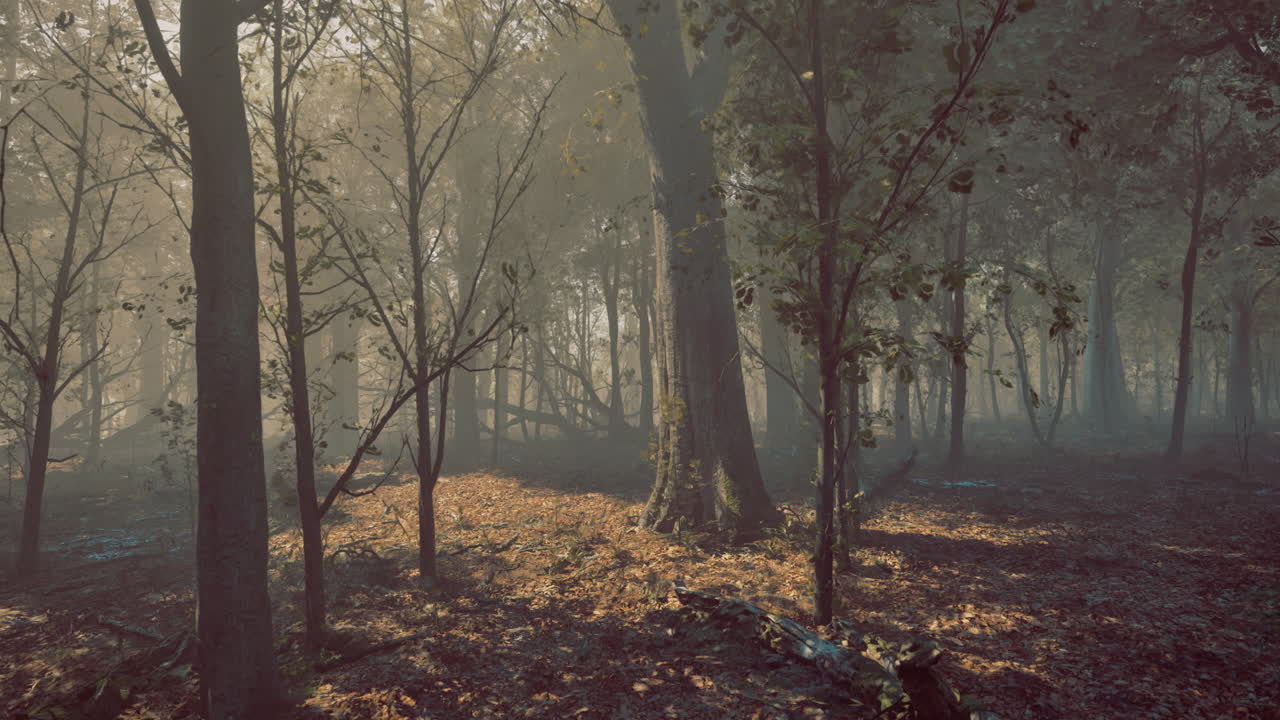 La niebla envuelve un bosque tranquilo con la luz del amanecer en otoño.