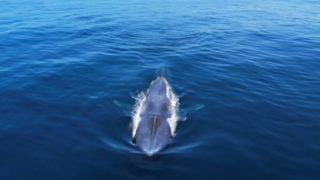 Ballena-Azul-Buceando-En-Aguas-Tranquilas-Frente-Al-Puerto-De-Dana-Point-En-El-Sur-De-California