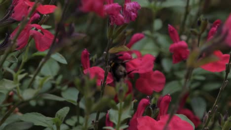 macro slow motion shot of bumblebee climbing over pink flowers in home garden as wind blows