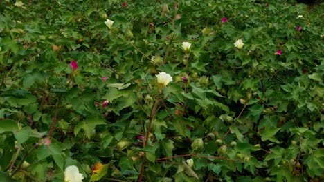 flowering upland cotton plants growing at the plantation