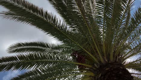 Palm leaves in the wind against a blue sky with white clouds