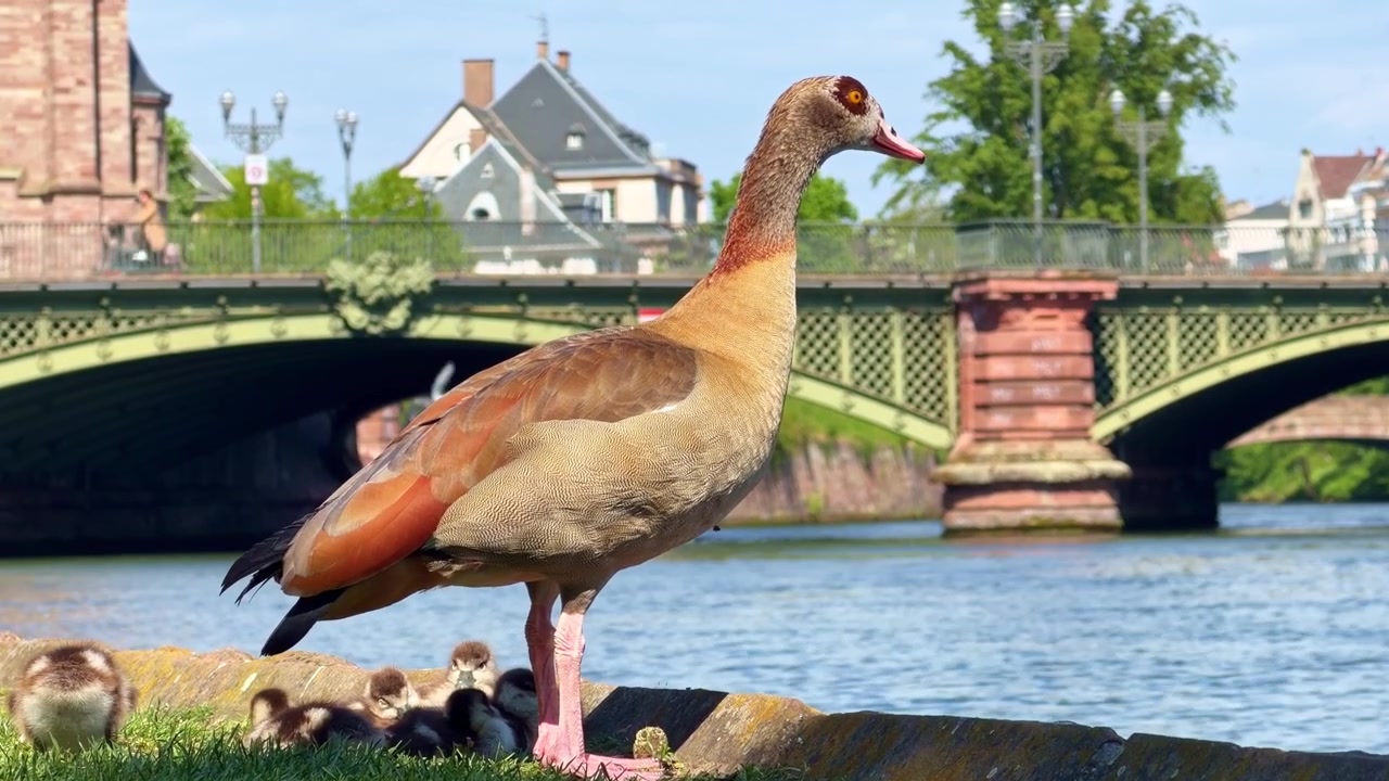 Oca egiziana lascia i suoi anatroccoli sulla riva del Reno, ponte verde, Strasburgo