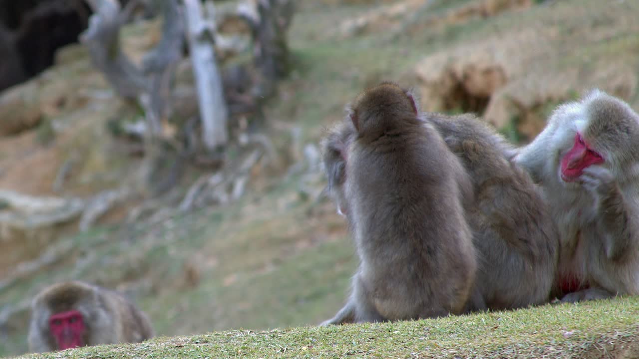 Troop of red-faced Japanese Macaque monkeys groom each other on ground