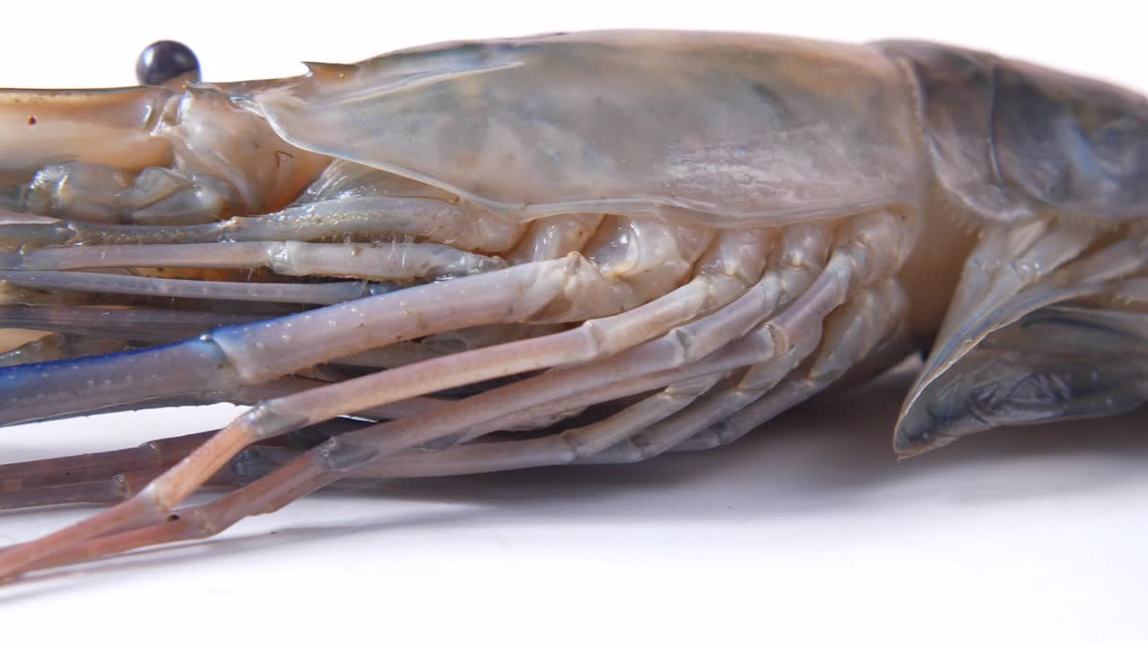 신선한 새우의 클로즈업