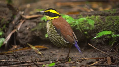 un hermoso pájaro de colores llamado javan banded pitta con pico sucio después de comer gusanos en el suelo húmedo