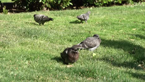 doves eating in the grass at the park