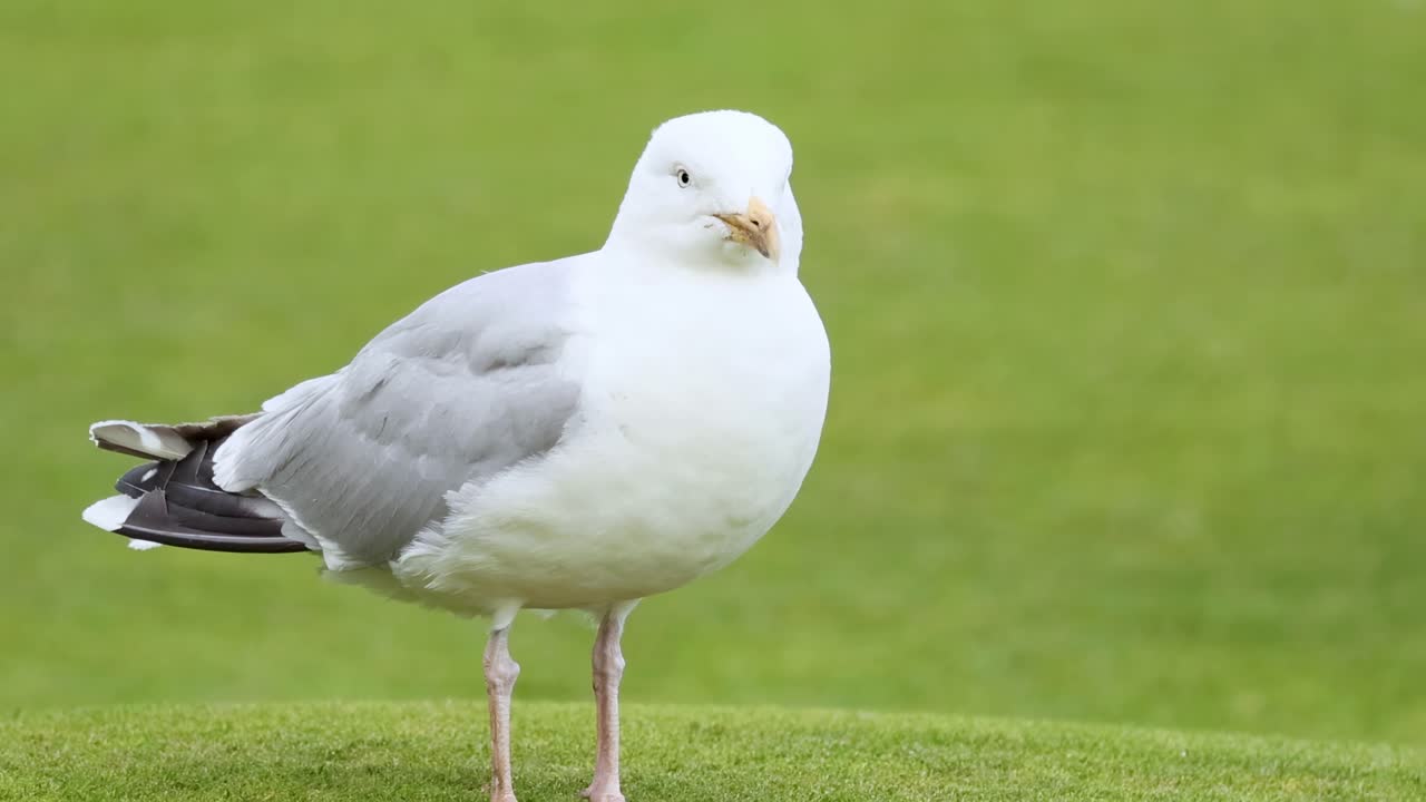 A seagull stands gracefully on lush green grass, showcasing its white and grey plumage in a serene setting.