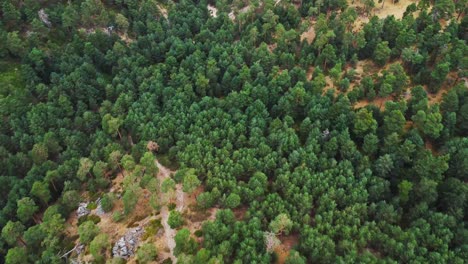 Green-trees-in-forest